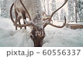 A spotted deer moves snow and soil with its nose, eats foraged leaves. 60556337