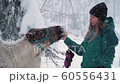 Ski resort entertainments. Yound woman and deer in the winter forest. Woman feed deer. Girl feed deer. Deer farm. 60556431