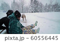 Ski resort entertainments. Riding reindeer sleigh in winter landscape. Female tourist on reindeer sledging attraction in Lapland. Have fun on reindeer sledging attraction. 60556445