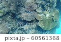 Under the blue sea of Okinawa Under the sea of Iheya Island 60561368