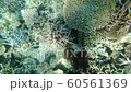 Under the blue sea of Okinawa Under the sea of Iheya Island 60561369