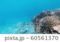Under the blue sea of Okinawa Under the sea of Iheya Island 60561370