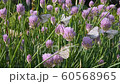 Butterflies sitting on purple flower Allium schoenoprasum chive in park. Black-Veined White Aporia crataegi collects nectar 60568965