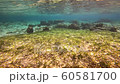 Okinawa underwater world 60581700