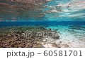 Okinawa's underwater world 60581701