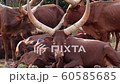 group of ankole watusi 60585685
