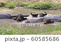 water buffalo in mud pond 60585686