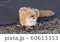 北狐狸野生北海道北狐狸 北狐狸野生北海道北狐狸 60613353