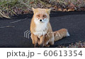 北狐狸野生北海道北狐狸 北狐狸野生北海道北狐狸 60613354