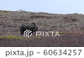 Grizzly Bear in Alaska in Autumn 60634257