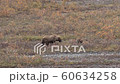 Grizzly Bear in Alaska in Autumn 60634258