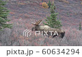 Alaska Yukon Bull Moose in Alaska in Autumn 60634294