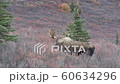 Alaska Yukon Bull Moose in Alaska in Autumn 60634296
