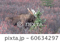 Alaska Yukon Bull Moose in Alaska in Autumn 60634297