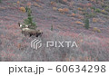 Alaska Yukon Bull Moose in Alaska in Autumn 60634298