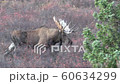 Alaska Yukon Bull Moose in Alaska in Autumn 60634299