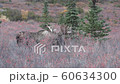 Alaska Yukon Bull Moose in Alaska in Autumn 60634300