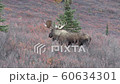Alaska Yukon Bull Moose in Alaska in Autumn 60634301