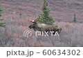 Alaska Yukon Bull Moose in Alaska in Autumn 60634302