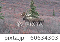 Alaska Yukon Bull Moose in Alaska in Autumn 60634303