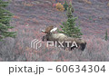 Alaska Yukon Bull Moose in Alaska in Autumn 60634304