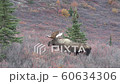 Alaska Yukon Bull Moose in Alaska in Autumn 60634306
