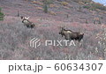 Alaska Yukon Bull Moose in Alaska in Autumn 60634307