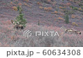 Alaska Yukon Bull Moose in Alaska in Autumn 60634308
