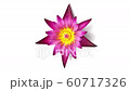 Time lapse closing of a pink water lily flower, isolated on white background. 60717326