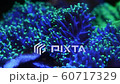 Close up polyps of green hairy mushroom coral, timelapse 4k video. 60717329