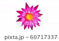 Pink water lily flower spinning, rotating  isolated on white background. 60717337