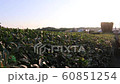 Green Tea Field in Osulloc, Jeju Island 60851254