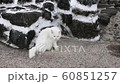 Cute cat in Jeju Island, Udo 60851257