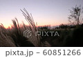 Autumn Glow and Pampas Grass on Camellia Hill, Jeju Island 60851266