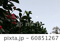 Camellia Hill and Blue Moon at Camellia Hill, Jeju Island 60851267