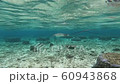 Madara Tsuboei 60943868