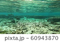 In the sea 60943870
