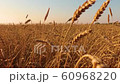 Young woman on wheat field at sunset 60968220