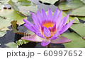 Close up beautiful purple petal lotus flower with pollen against wind in nature pond. 60997652