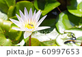 A bee flying around lotus pollen flower in pond. Closed up bee sucking nectar pollen from white purple lilies lotus happily. 60997653