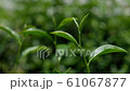 Close up of tea leaves in front blurred tea farm background, 4k 61067877