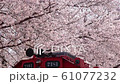 Jinhae Cherry Blossom Festival,Busan,South Korea 61077232