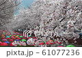 Jinhae Cherry Blossom Festival,Busan,South Korea 61077236