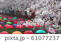 Jinhae Cherry Blossom Festival,Busan,South Korea 61077237