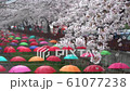 Jinhae Cherry Blossom Festival,Busan,South Korea 61077238