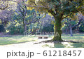Park bench under a tree 61218457