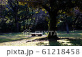 Park bench under a tree 61218458