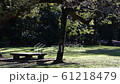 Park bench under a tree 61218479