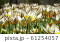 Amazing white and yellow tulips blooming at beautiful local touristic park, 4k 61254057