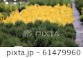 thuja seedlings in pots. botanic gardening plants 61479960